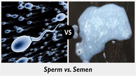 9 Crucial Difference Between Sperm And Semen In Tabular Form Core
