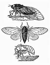 Cicada Coloring sketch template
