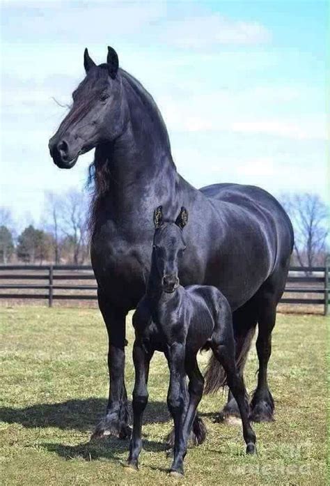 sturdy friesian mare  baby baby horses horses  dogs cute horses draft horses horse