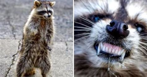 Town Plagued By Teeth Baring Zombie Raccoons That Walk Like Humans
