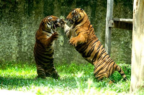 Lion And Tiger Fight Info Request In Lion Vs Tiger Discussion Forum