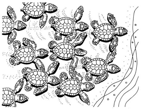 baby sea turtles coloring page sea turtle art  colorcoastalart