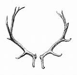 Transparent Deer Antlers Reindeer Background Antler Clip Clipart Library Horn sketch template