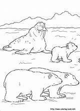 Coloring Polar Bear Pages Walrus Little Bears Sheets Lars Printable Coca Cola Color Arctic Kids Template Getcolorings Print Fun Colorings sketch template