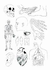 Coloring Anatomy Human Pages Organs Printable Getdrawings Getcolorings sketch template