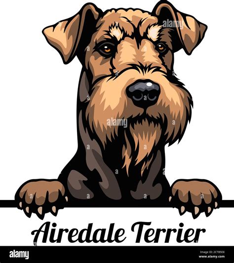 airedale terrier dog drawing clipart  res stock photography