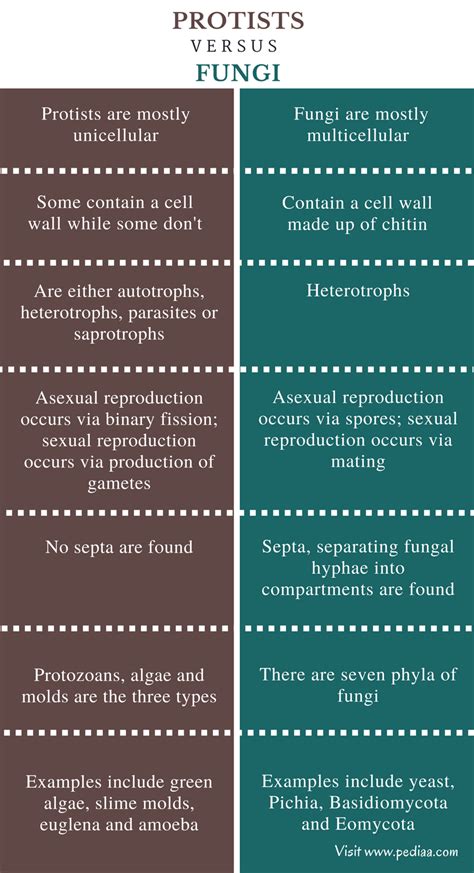 Difference Between Protists And Fungi Characteristics