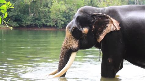 elephantiastic  year  soman    world record  oldest elephant video ruptly