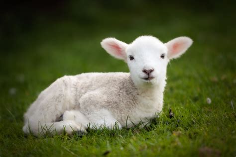 a look a cute little lamb photography