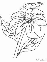 Flowers Coloring Pages Susan Bitterroot sketch template