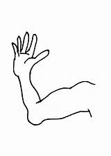 Arm Coloring Pages Elbow Template Edupics Printable Large sketch template