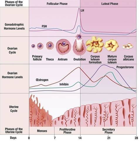 medical guidelines ⚚ on instagram “ the menstrual cycle the menstrual