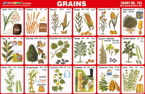 spectrum educational charts chart  grains