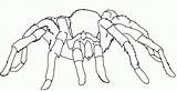 Tarantula Kolorowanki Ragni Spiders Ragno Coloringhome Uteer Bello Bestcoloringpagesforkids sketch template