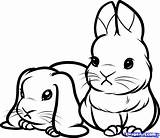 Coloring Baby Pages Printable Bunnies Animals Kaynak sketch template