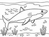 Shark Coloring Great Pages Printable Fish Sharks Kids Cute Printables Museprintables Paper Pdf sketch template