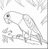 Parrot Coloring Pages Toucan Printable Outline Drawing Bird Toco Parrots Print Drawings Procoloring Colouring Kids Robin Getdrawings Clipart 1392 7kb sketch template