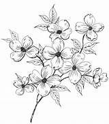 Dogwood Pencil Coloring Template Flower Flowers Drawing Printable Pages Line Patterns Sketch Draw Fleurs Tattoo Digital Two Painting sketch template