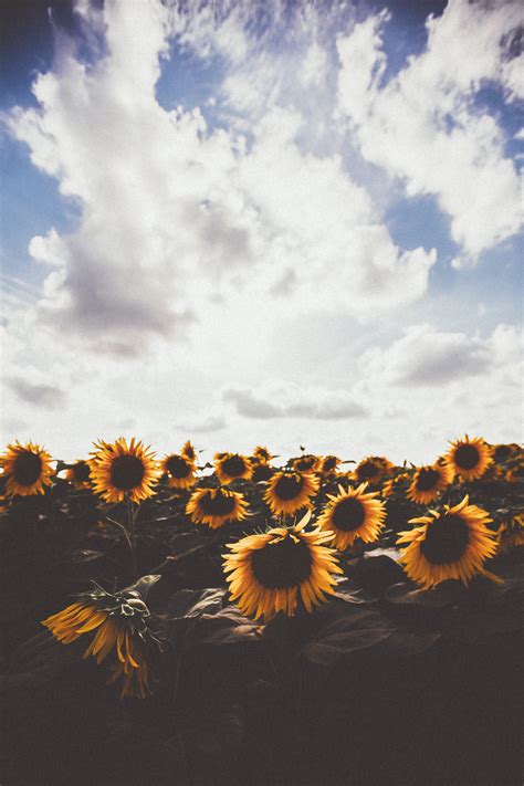 flowers landscape nature photography sky summer tumblr beautiful