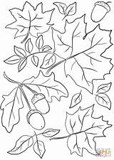 Fall Coloring Pages Autumn Leaves Pumpkin sketch template