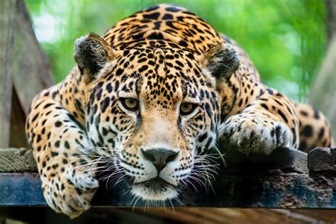 jaguars struggle  survival wild earth news facts  world animal