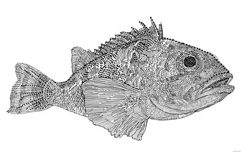 drawing  fish   drawing  fish png images