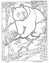 Coloring Panda Pages Animals Animal Realistic Mammals Kids Mammal Printable Zoo Book Colouring Color Forest Lioness Sheets Books Print Drawing sketch template
