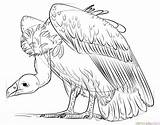 Vulture Draw Drawing Step Tutorials Animals Outline Sketches Coloring Supercoloring Bird Choose Board sketch template
