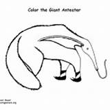 Anteater Mammals Giant Coloring Zoo Animals Category Nature sketch template