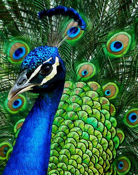 The Meaning And Symbolism Of The Word Peacock