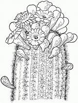 Saguaro Blueten Kaktus Supercoloring Blumen Doverpublications Legais Birijus Cacto Pobarvanke Coloringme Dover Malvorlage Marraine sketch template
