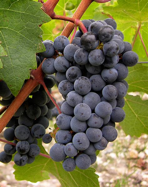 red cabernet sauvignon  traditional variety