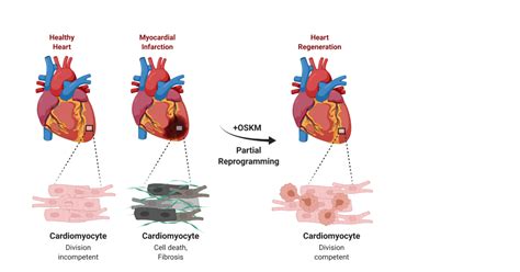 heart regeneration  reprogramming  cardiac muscle cells max
