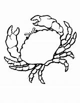 Crab Coloring Realistic Print Pages Coloringbay sketch template