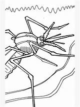 Mosquito Dengue sketch template