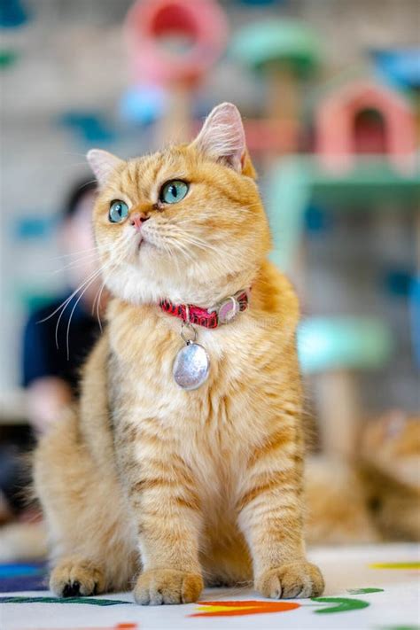 golden shaded british shorthair stock photo image  funny feline