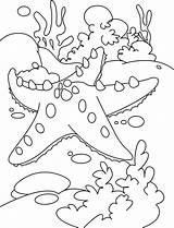 Coloring Sea Star Getcolorings sketch template