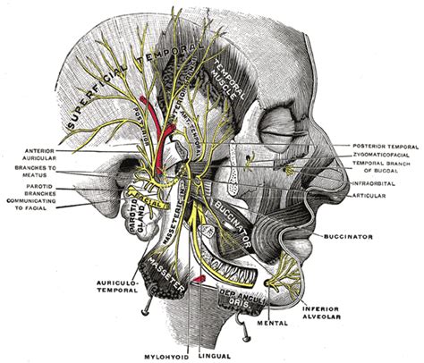 mandibular nerve brain  simple