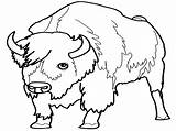 Mewarnai Bison Toro Banteng 1201 Coloriages Ausmalbilder Jahr Neues Animaux Coloriage Liger Gutes Büffel sketch template