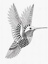 Hummingbird Hummingbirds sketch template