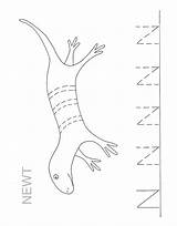 Newt Coloring Color Pages Animal Animals Print Back sketch template