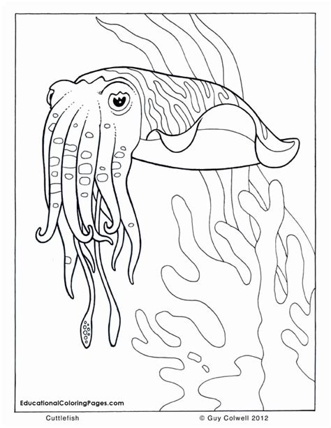 printable ocean life coloring pages coloring home