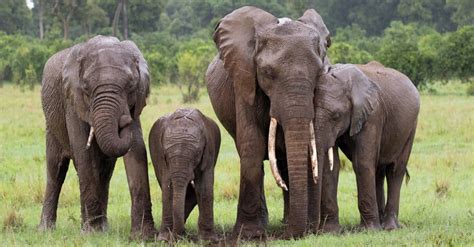 group  elephants called   animals
