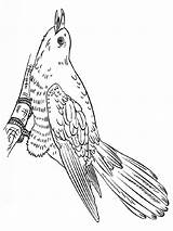 Coloring Cuckoo Cuckoos Yellowimages sketch template