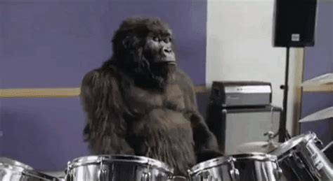 gorilla s find and share on giphy
