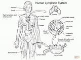 Lymphatic Nervous Linfatico Linfático Worksheet Endocrine Immune Organs Diagram Getcolorings Vicoms sketch template