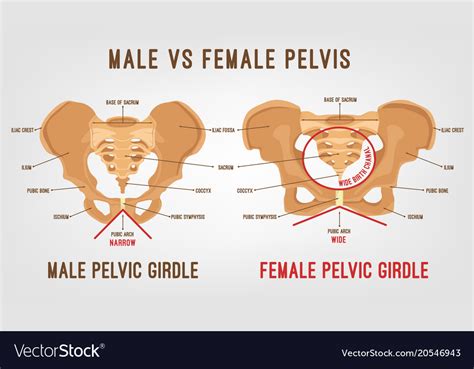 Female Male Pelvis Royalty Free Vector Image Vectorstock