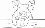 Coloring Pig Baby Pages Coloringpages101 Online sketch template