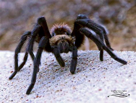 one big hairy spider photograph by rebecca morgan