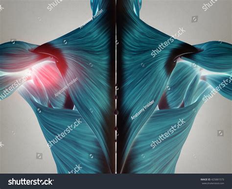 human anatomy torso  muscles pain stock illustration
